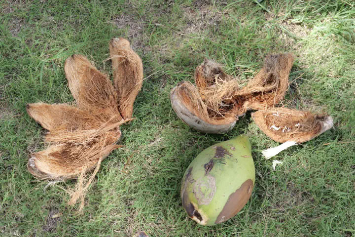 Rarotonga, Cookinseln - Photo 25