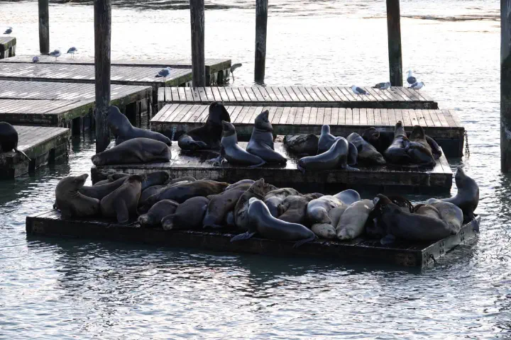 San Francisco, USA - Photo 26