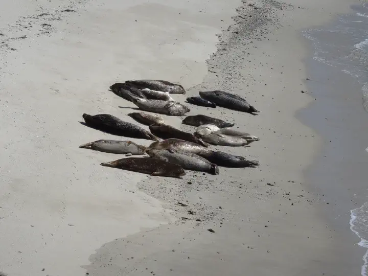 San Francisco, USA - Photo 26