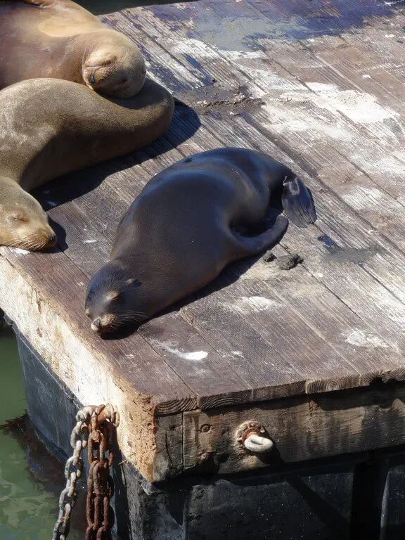 San Francisco, USA - Photo 23