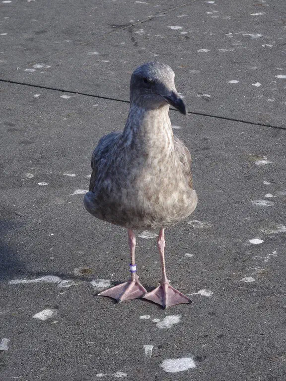 San Francisco, USA - Photo 63