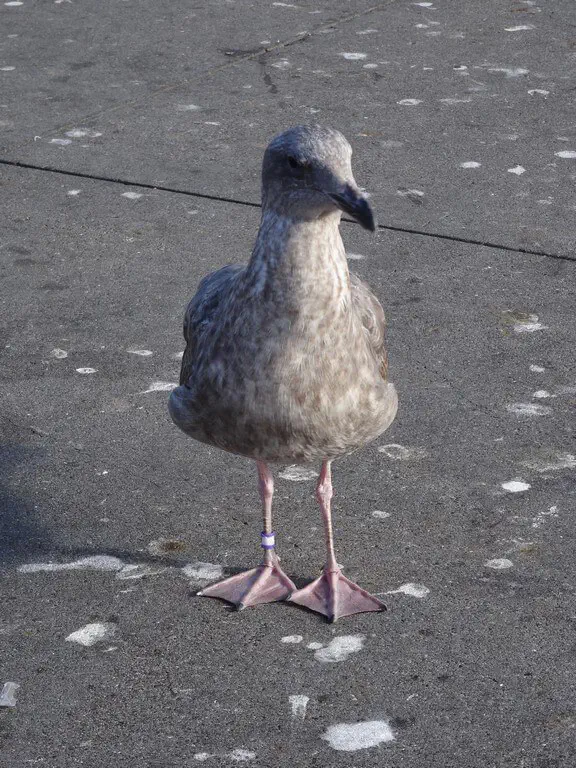 San Francisco, USA - Photo 63