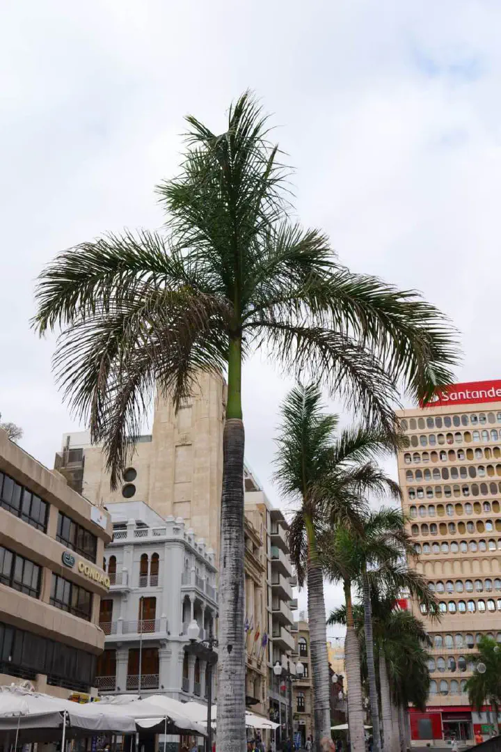 Santa Cruz, Spanien - Photo 9