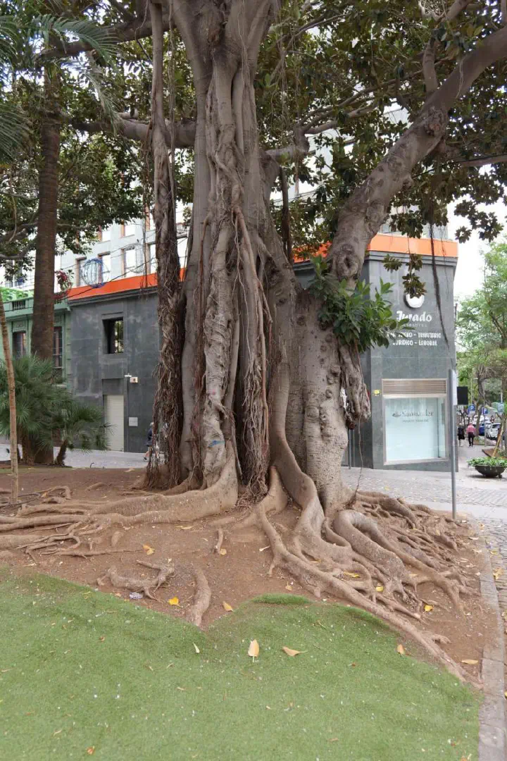 Santa Cruz, Spanien - Photo 22