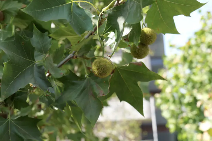 Santiago, Chile - Photo 34