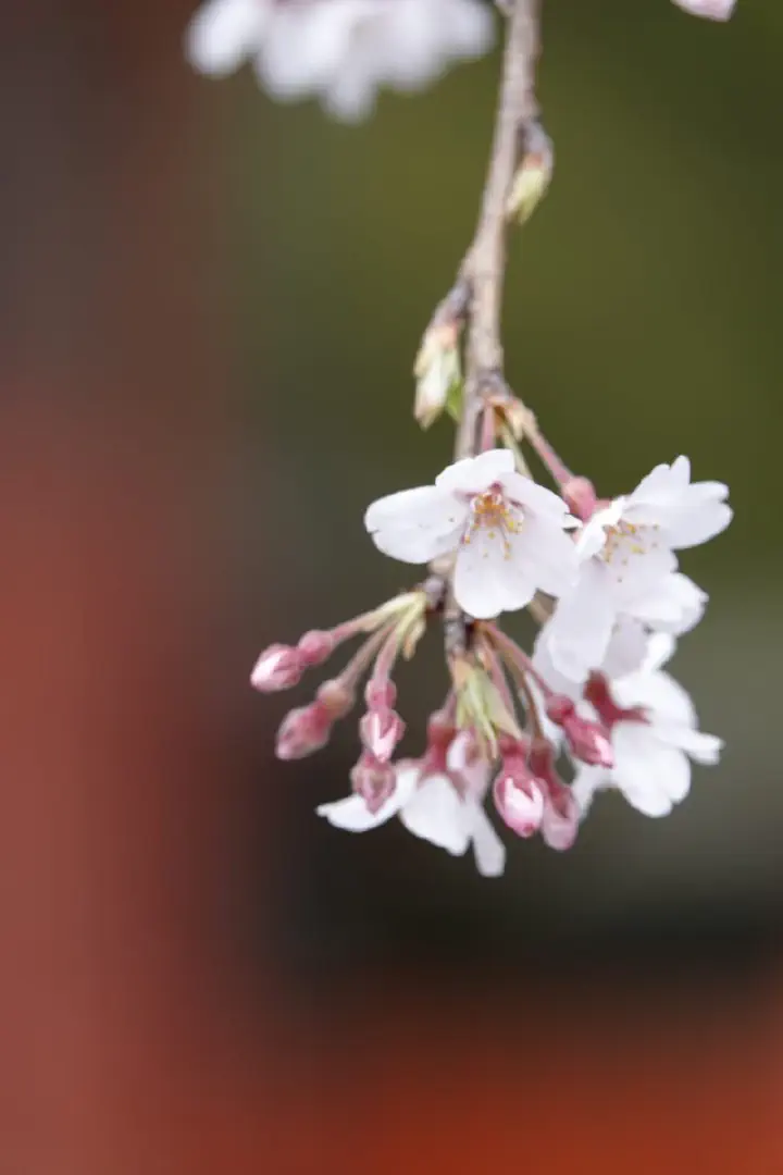 Shimizu, Japan - Photo 6