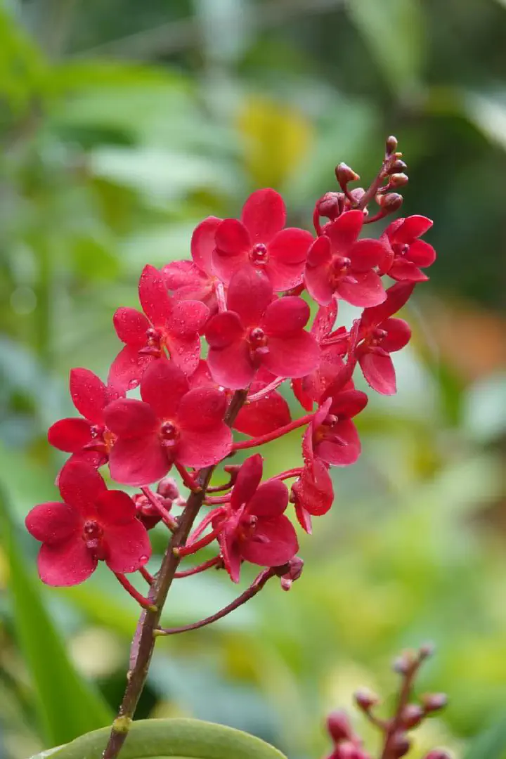 Singapur, Singapur - Photo 5