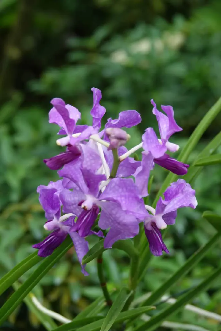 Singapur, Singapur - Photo 8