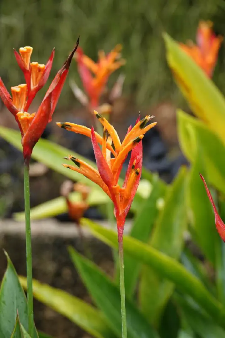 Singapur, Singapur - Photo 11