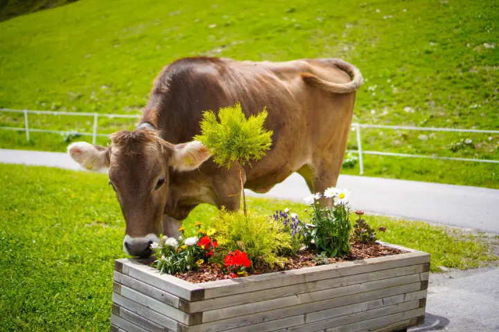 Sölden, Österreich - Photo 8