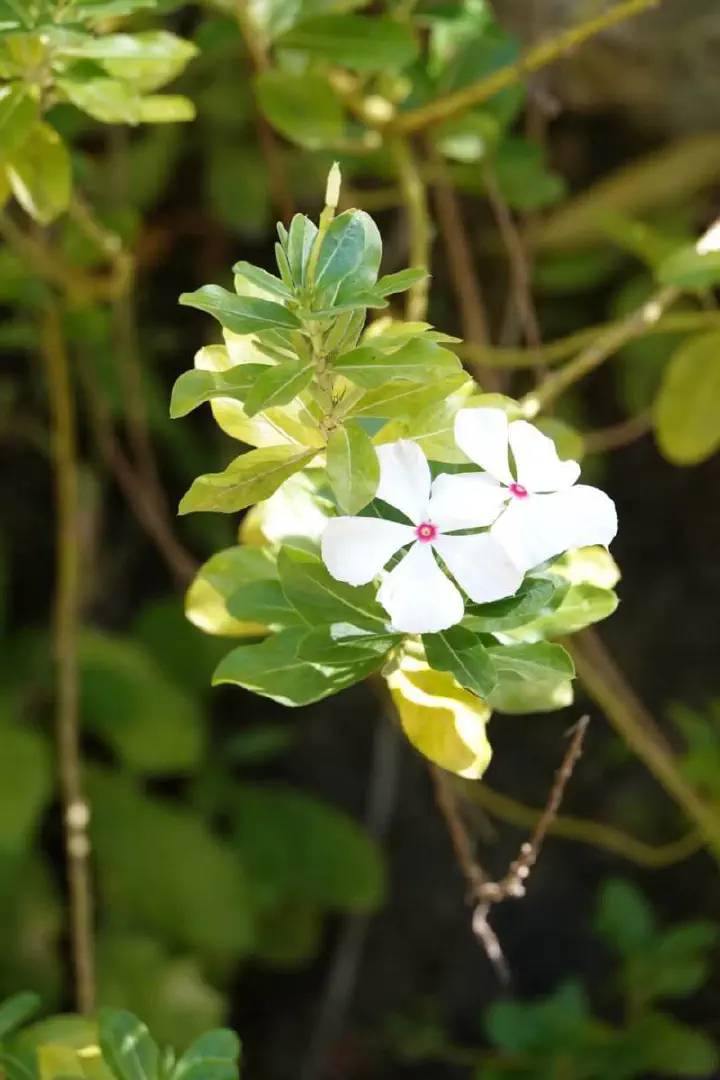 St. George's, Grenada - Photo 4