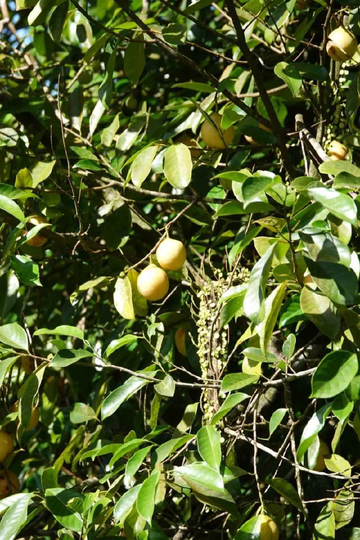 St. George's, Grenada - Photo 6