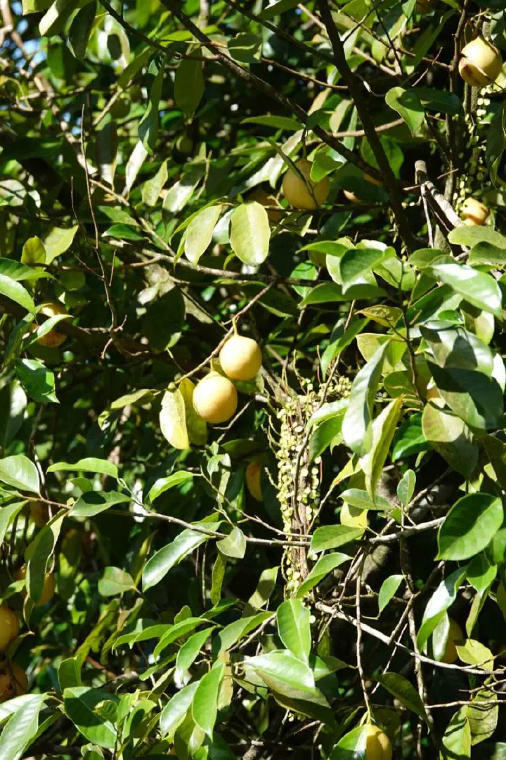 St. George's, Grenada - Photo 6