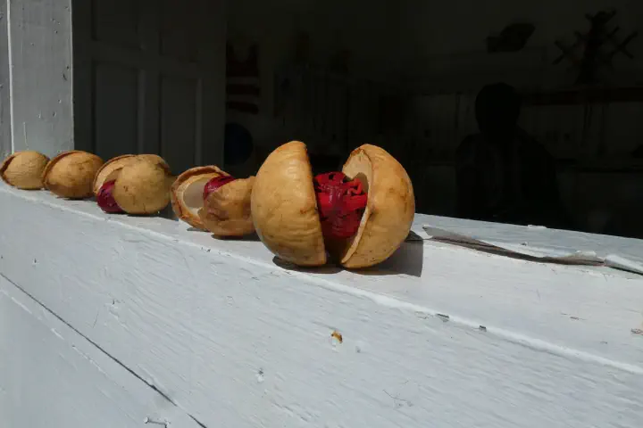 St. George's, Grenada - Photo 8