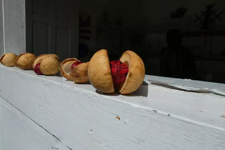 St. George's, Grenada - Photo 8