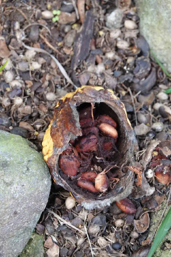 St. George's, Grenada - Photo 12