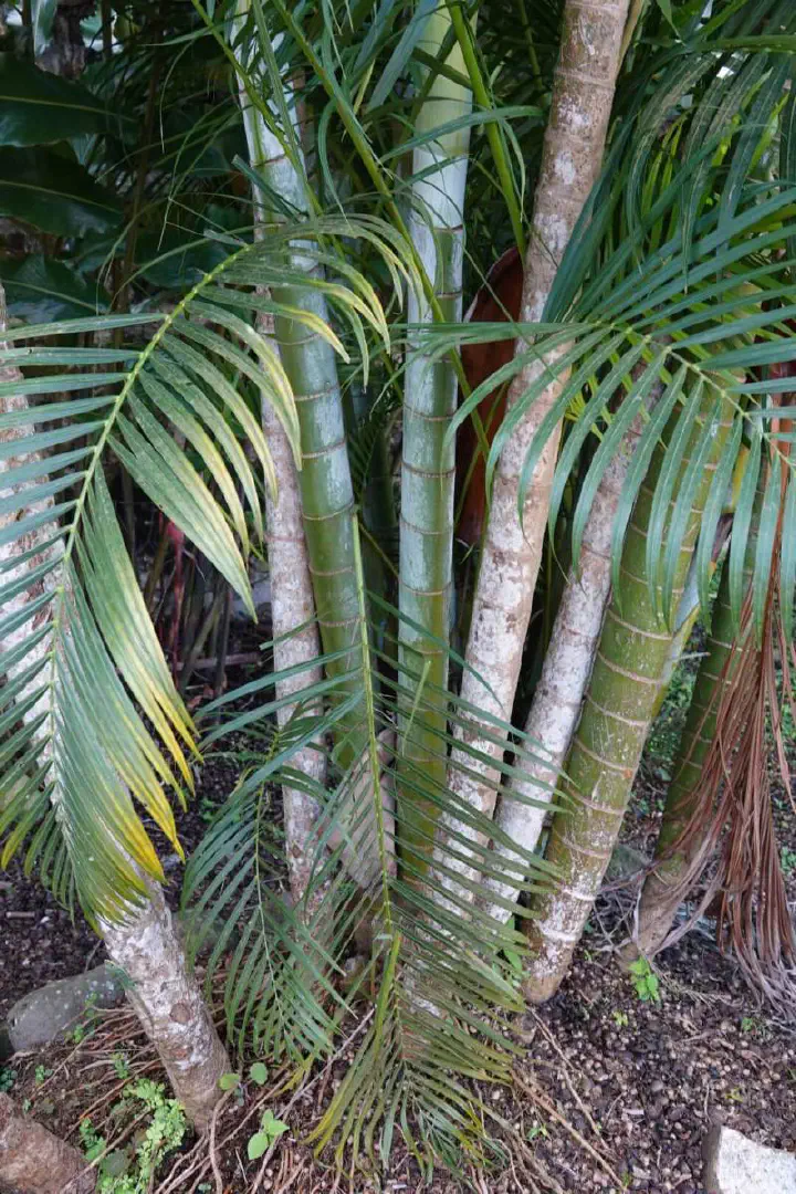 St. George's, Grenada - Photo 13