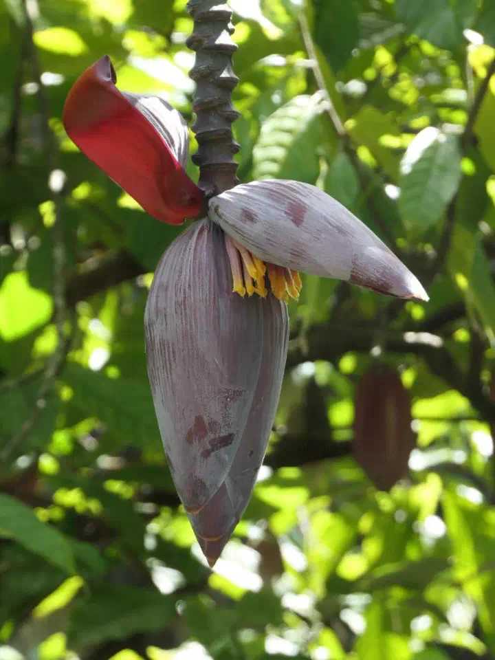 St. George's, Grenada - Photo 14