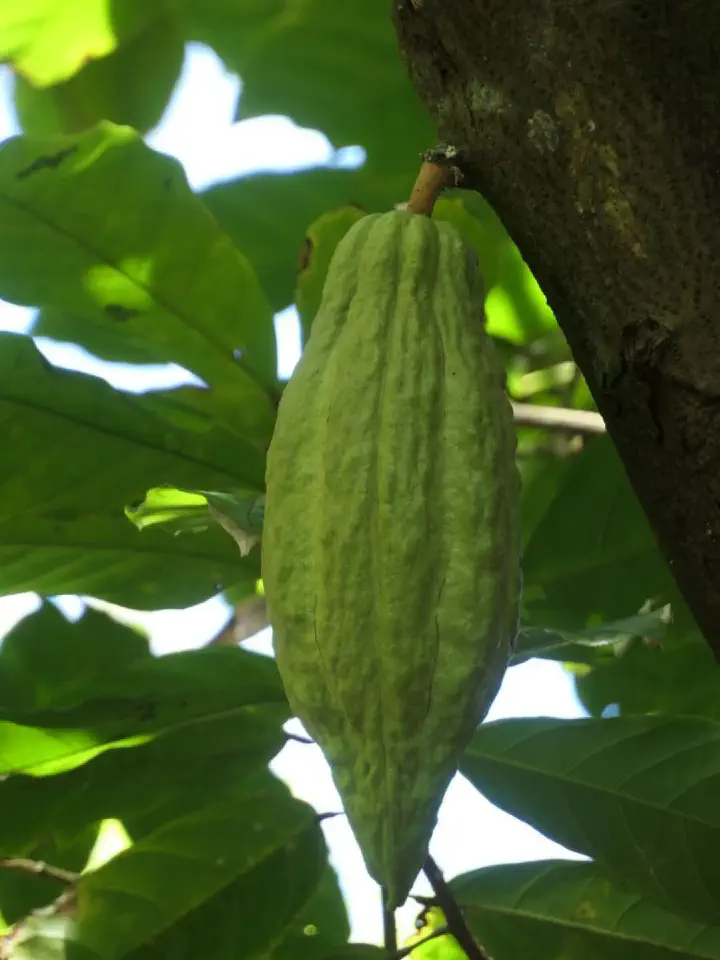 St. George's, Grenada - Photo 15