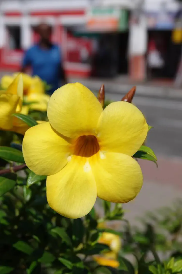 St. George's, Grenada - Photo 20
