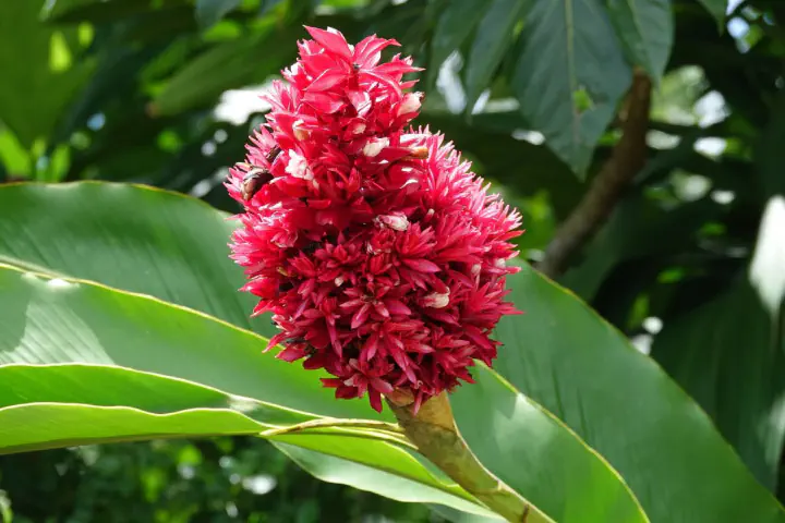 Suva, Fidschi - Photo 8