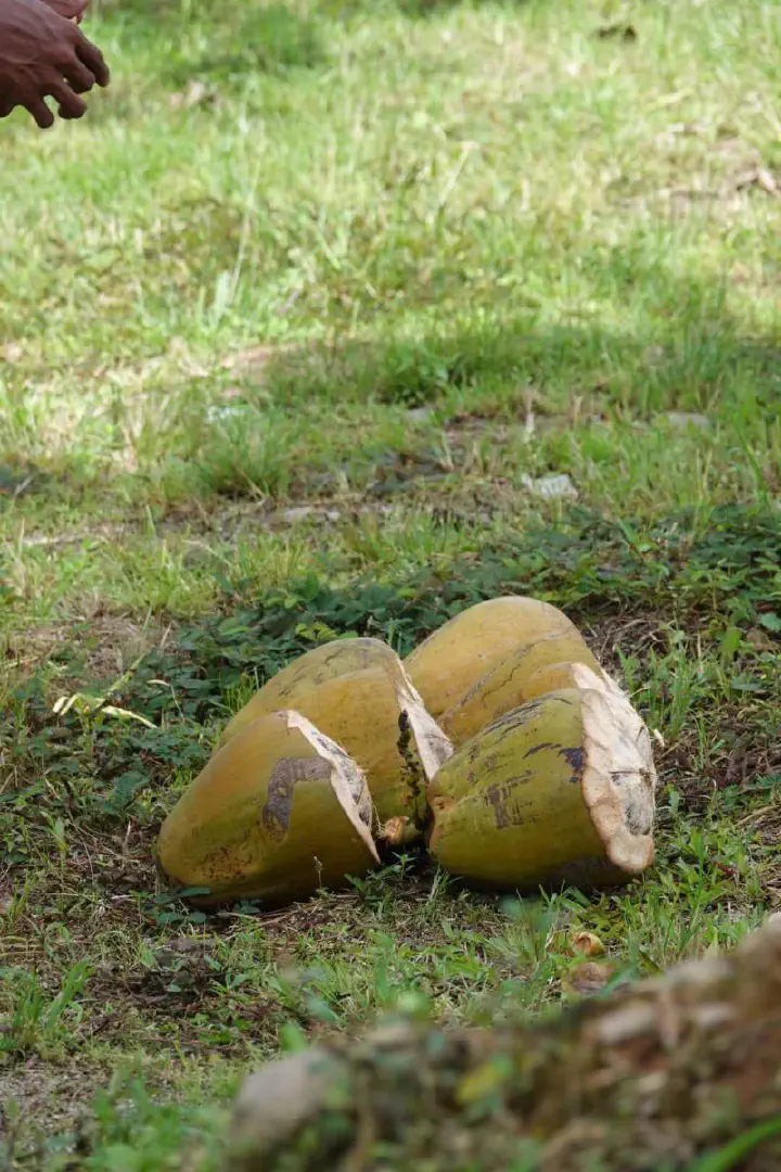 Suva, Fidschi - Photo 9