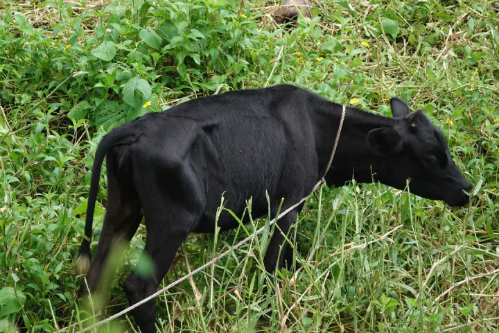 Suva, Fidschi - Photo 14