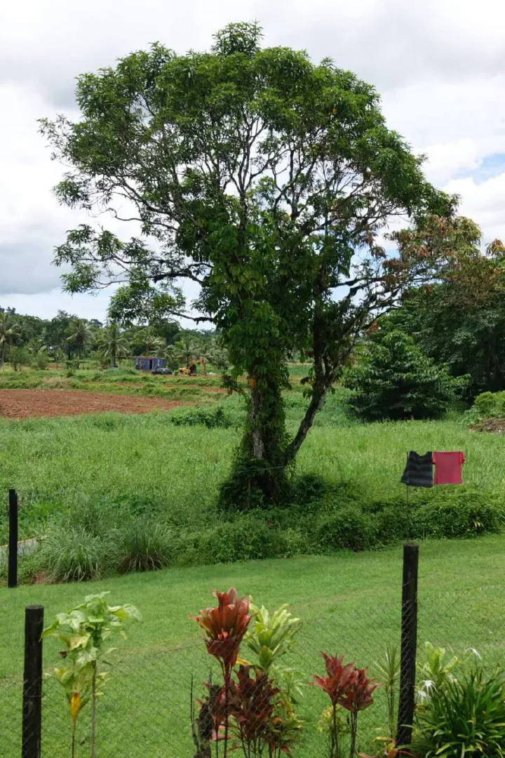 Suva, Fidschi - Photo 15