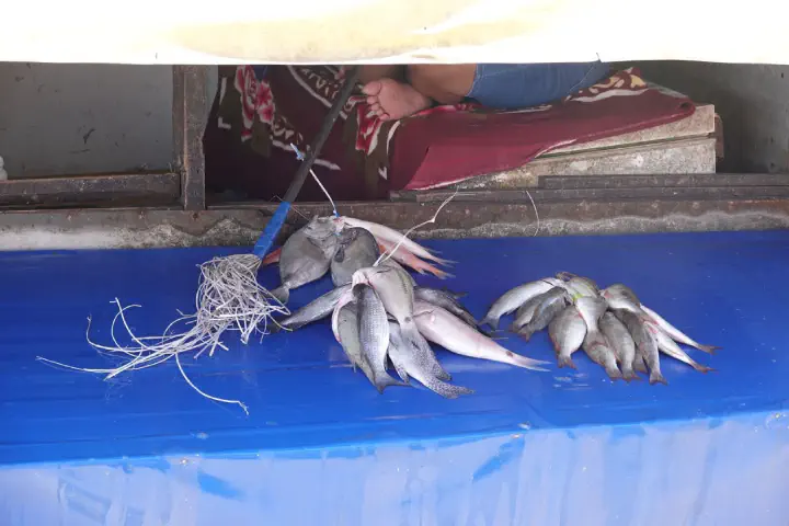 Suva, Fidschi - Photo 21