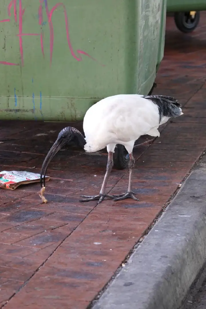 Sydney, Australien - Photo 33