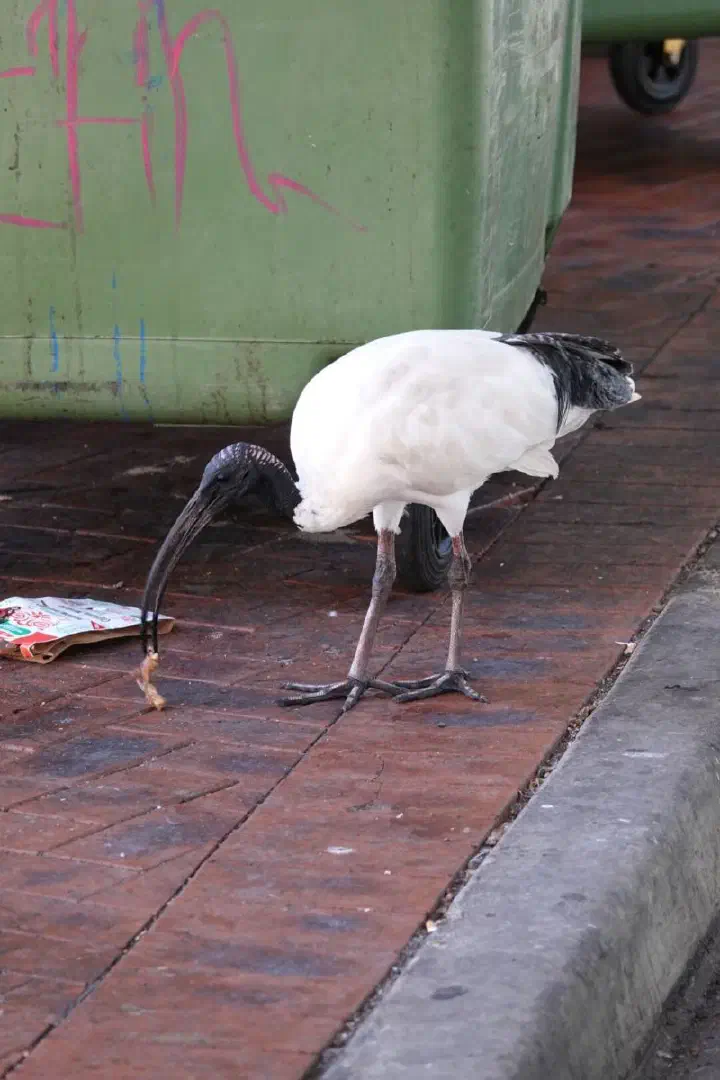 Sydney, Australien - Photo 33