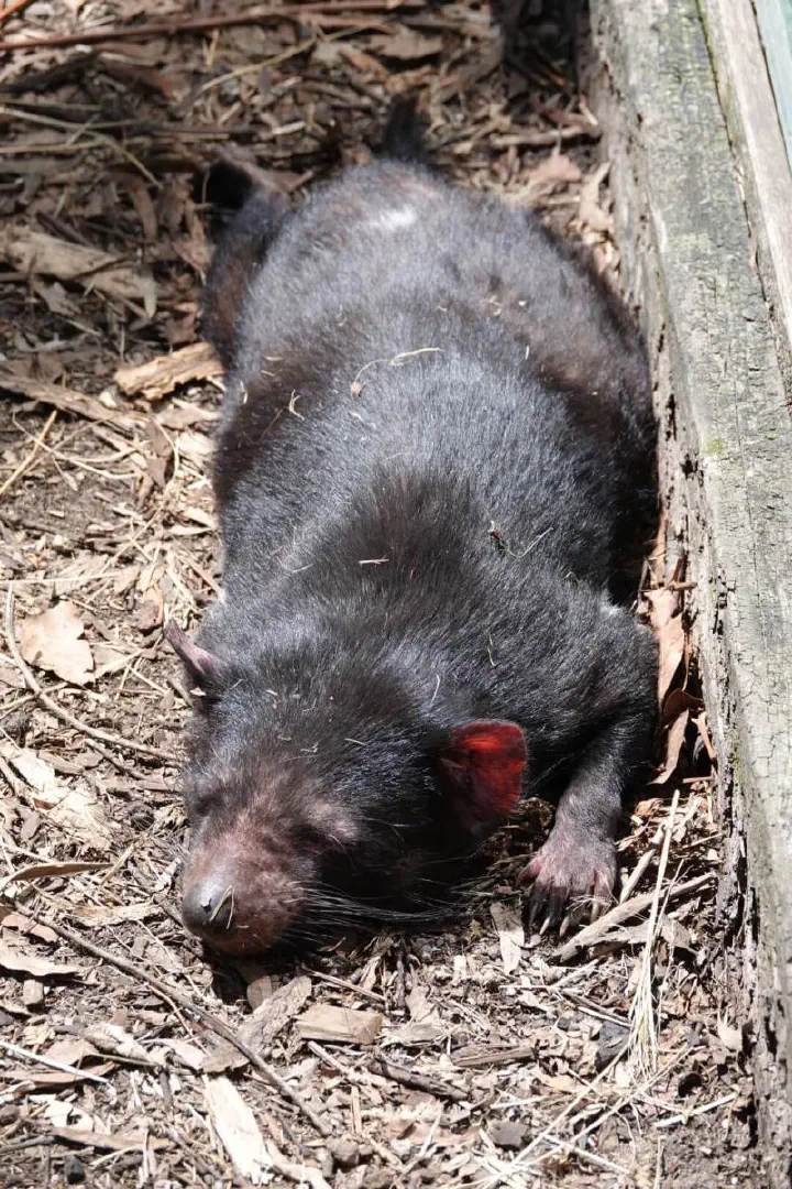 Sydney, Australien - Photo 34