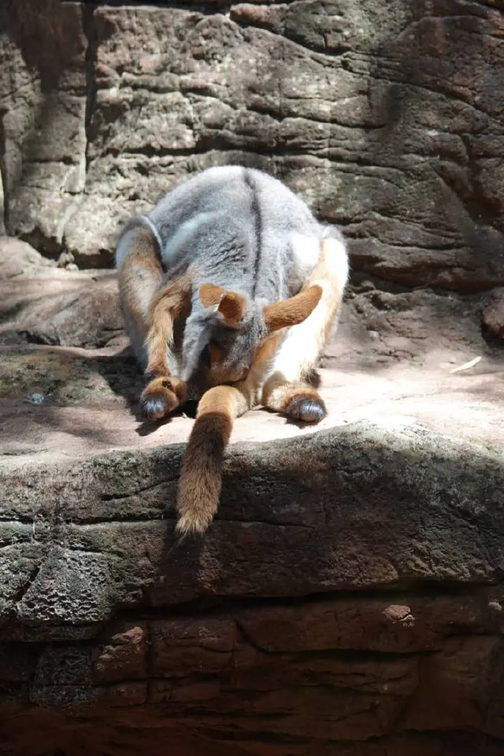 Sydney, Australien - Photo 35