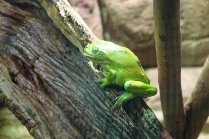 Sydney, Australien - Photo 38