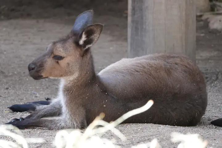 Sydney, Australien - Photo 39