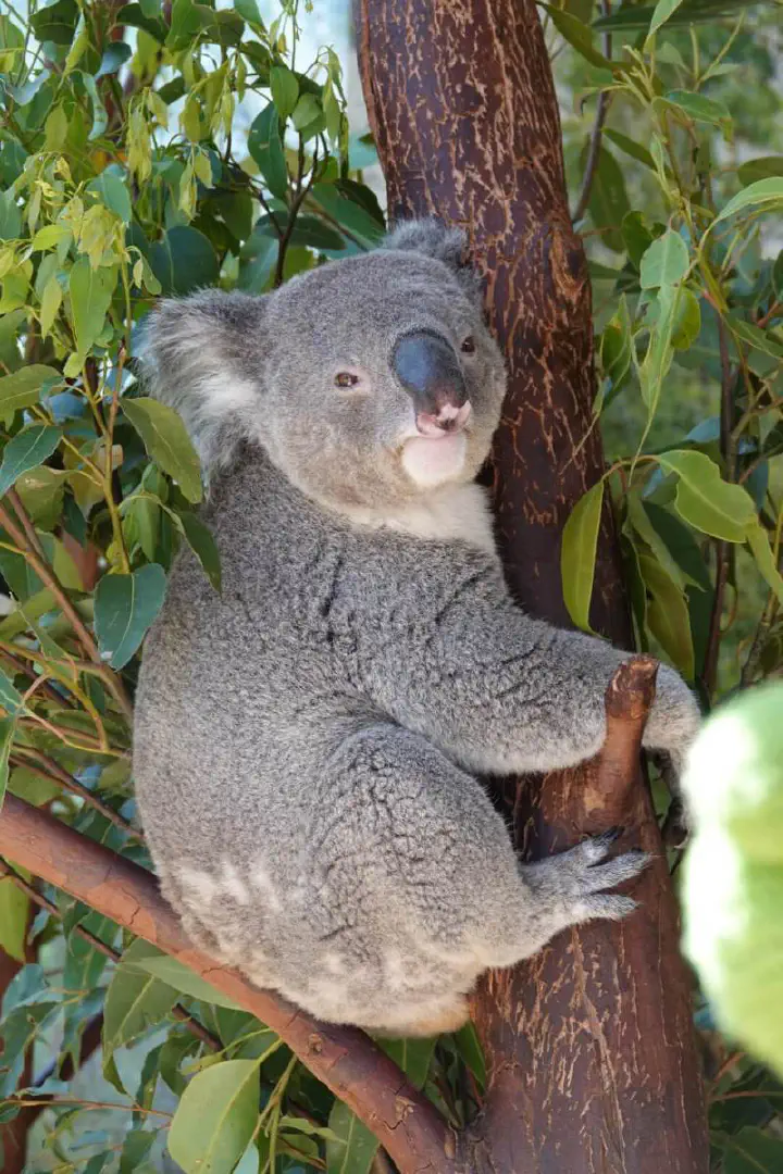 Sydney, Australien - Photo 40