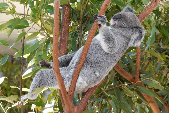 Sydney, Australien - Photo 41