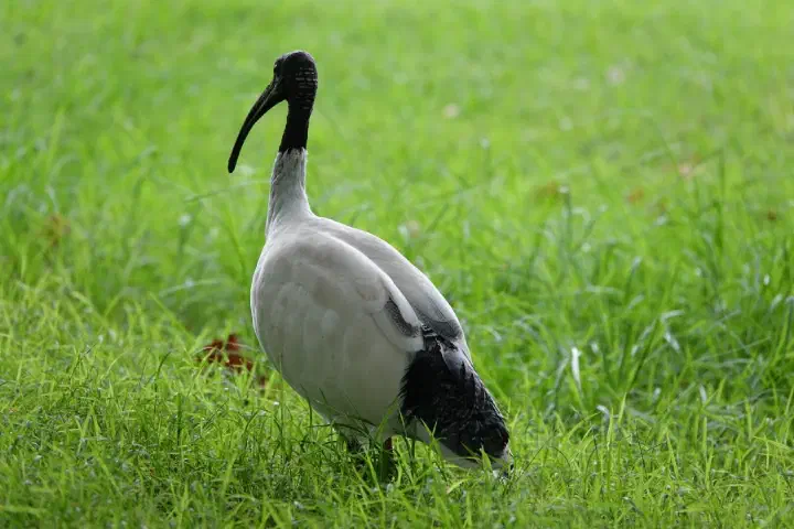 Sydney, Australien - Photo 14