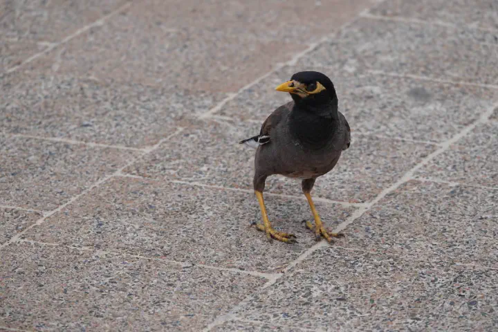 Sydney, Australien - Photo 27