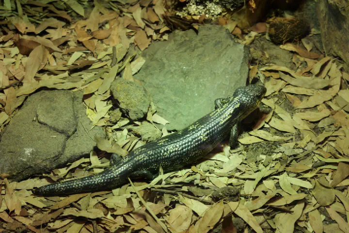 Sydney, Australien - Photo 1