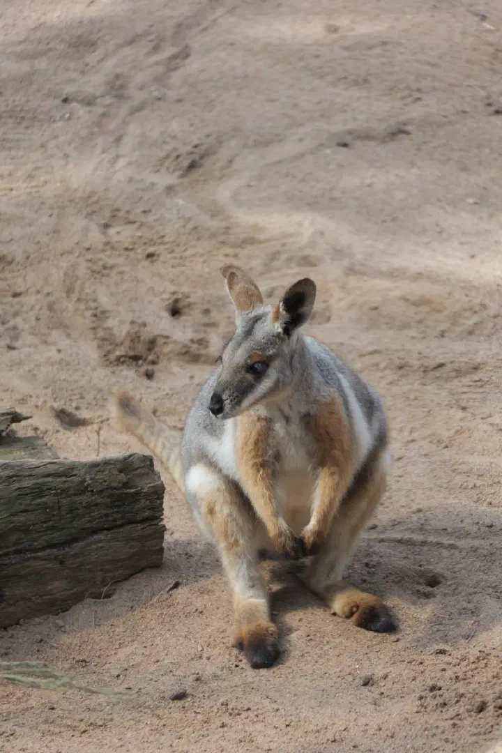 Sydney, Australien - Photo 4