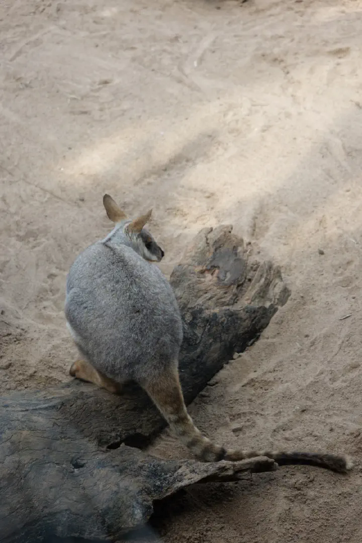 Sydney, Australien - Photo 5