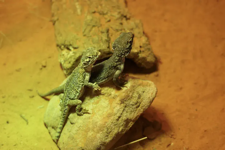 Sydney, Australien - Photo 7