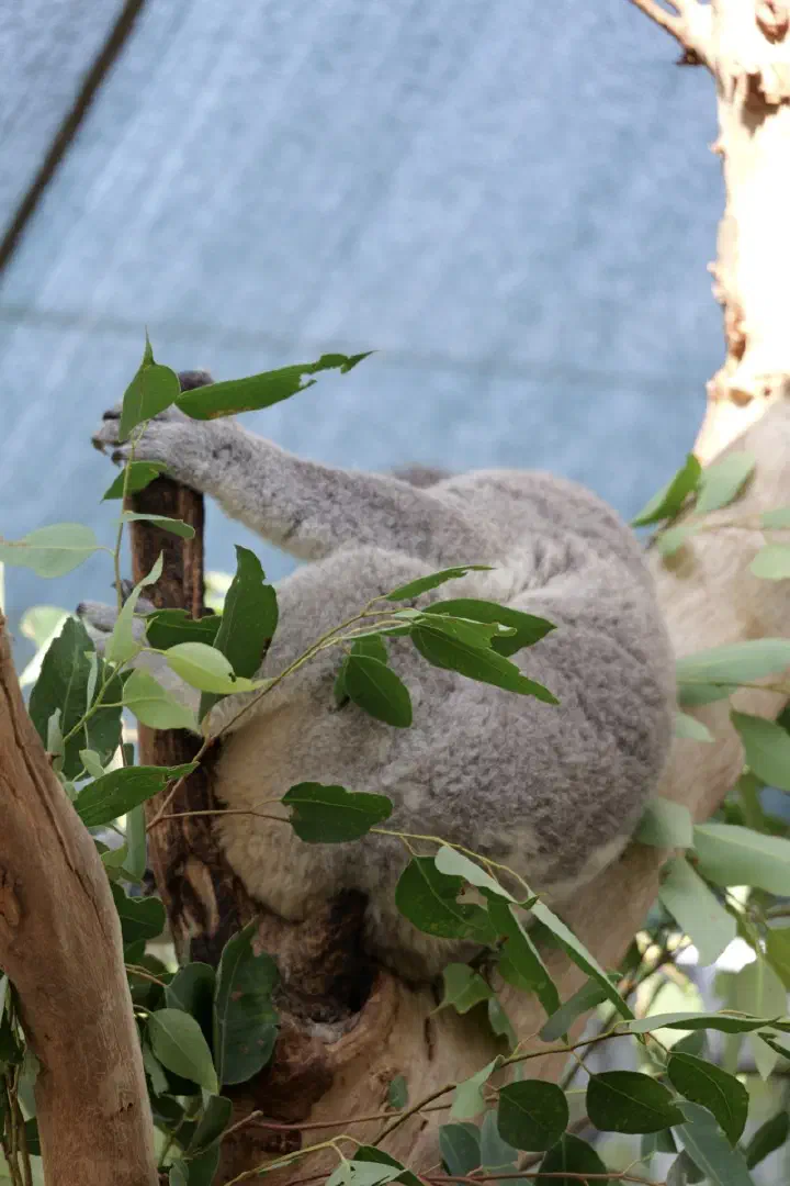 Sydney, Australien - Photo 13
