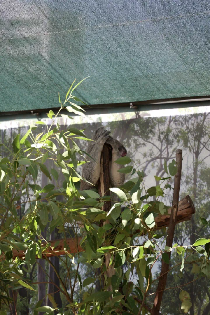 Sydney, Australien - Photo 19