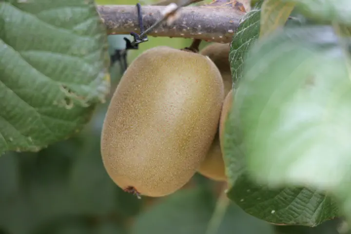 Tauranga, Neuseeland - Photo 1