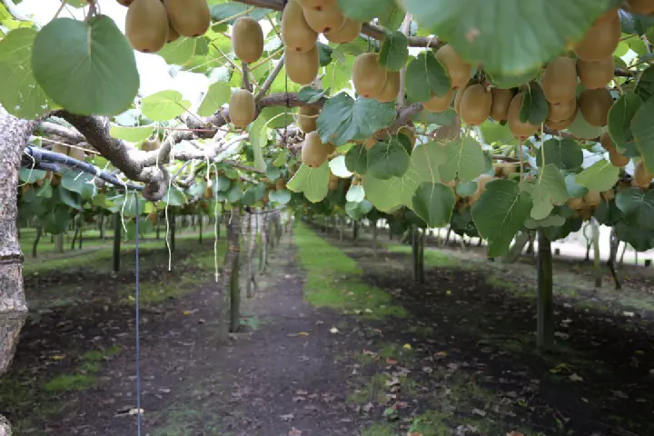 Tauranga, Neuseeland - Photo 2