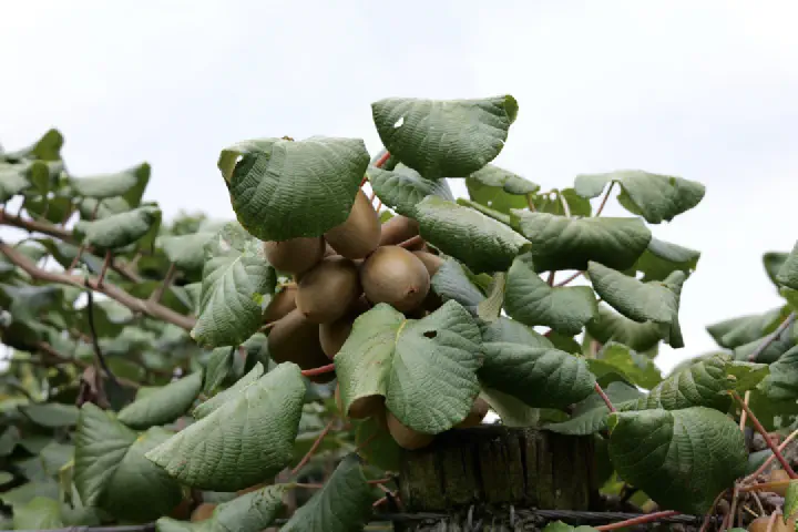 Tauranga, Neuseeland - Photo 3