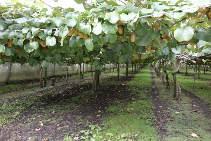 Tauranga, Neuseeland - Photo 5