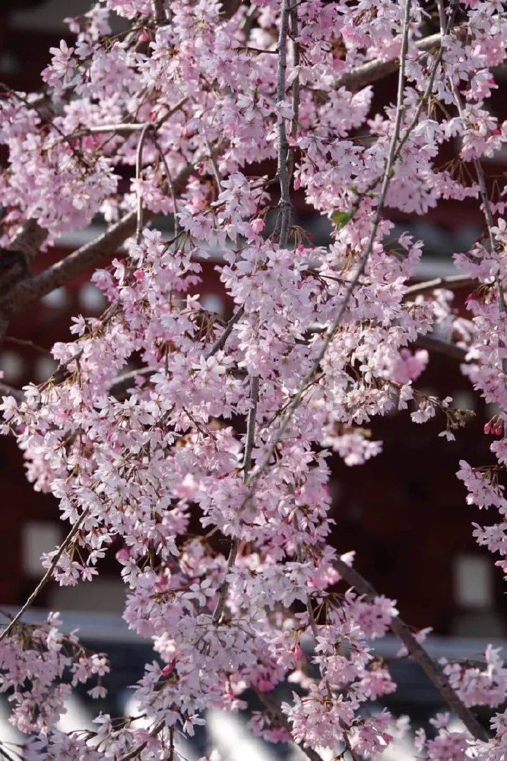Tokio, Japan - Photo 17